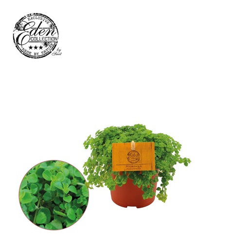 "Pilea Depressa - Ø10,5cm - ↕15cm image"