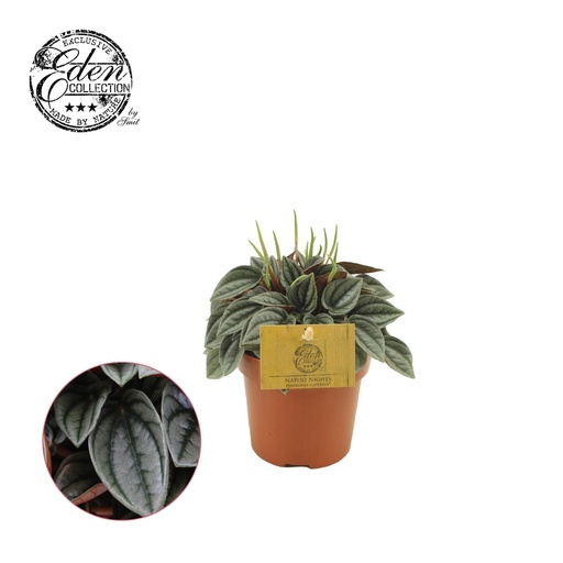 "Peperomia Napoli Nights - Ø10,5cm - ↕15cm image"