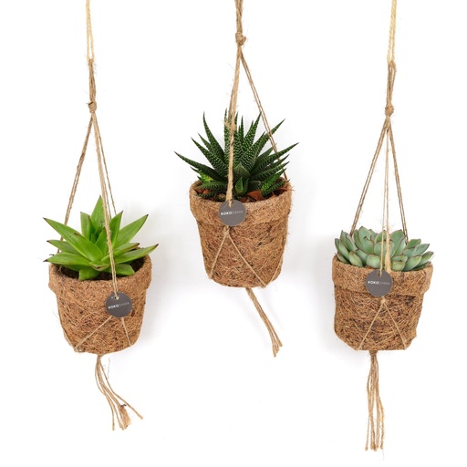 "Kokopot String Succulehnt Mix - 3 Stücke - Ø10cm - ↕15cm image"
