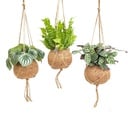 Kokodama Jungle Mix - 3 Stücke - Ø17cm - ↕28cm