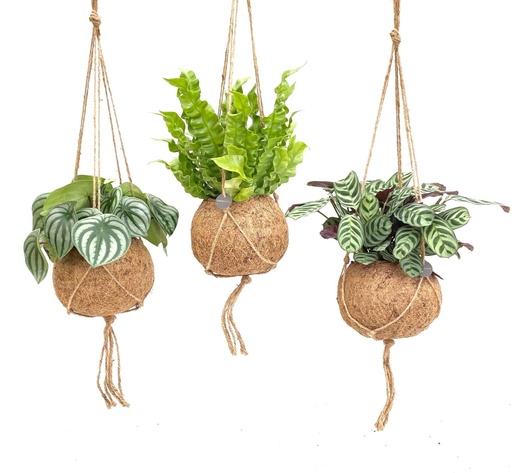 "Kokodama Jungle Mix - 3 Stücke - Topf-Ø 17 cm - Höhe ca. 28 cm image"