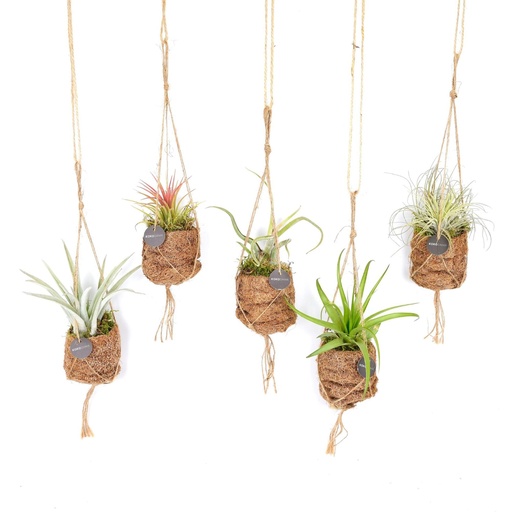 "Kokodama Birdnest Tillandsia Mix - 8 Stücke - Ø7cm - ↕5cm image"