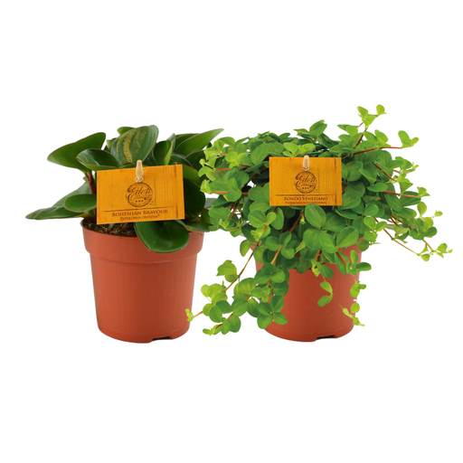 "Peperomia Duo 1.0 - 2 Stücke - Ø10,5cm - ↕15cm image"