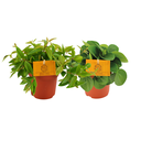 Peperomia Duo 2.0 - 2 Stücke - Ø10,5cm - ↕15cm
