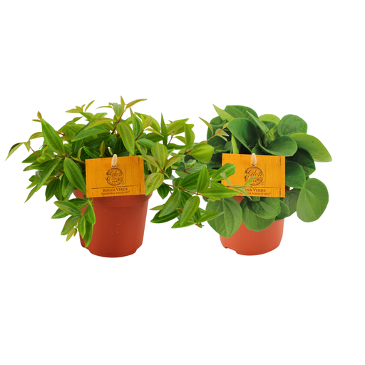 "Peperomia Duo 2.0 - 2 Stücke - Ø10,5cm - ↕15cm image"