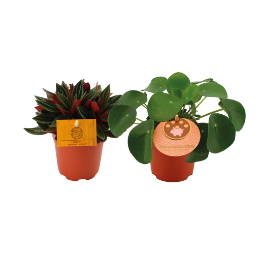 "Peperomia Duo Rosso/Pilea Peperomioides - 2 Stücke - Topf-Ø 10.5 cm - Höhe ca. 15 cm image"