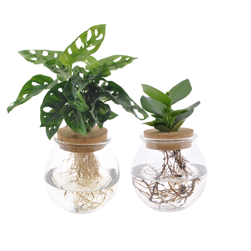 "Bolglas Duo Monstera Adansonii/Clusia - 2 Stücke - Ø12cm - ↕30 cm image"