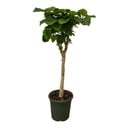 Ficus Umbellata trunk - 180 cm - Ø45cm