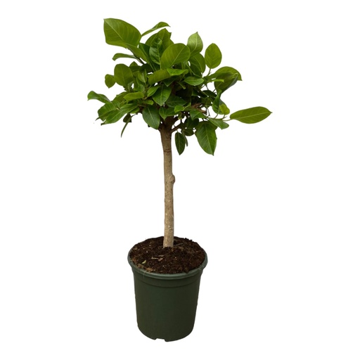 "Ficus Altissimo variegata - 100 cm - Ø21cm image"