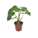 Alocasia Low Raider - 40 cm - Ø12cm