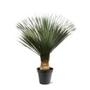 Yucca Rostrata - 130 - 150 cm - Ø50