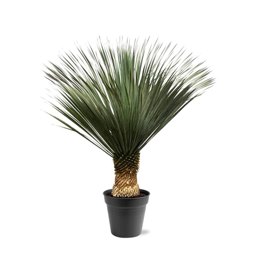 "Yucca Rostrata - 130 - 150 cm - Ø50 image"
