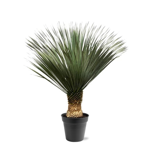 "Blaue Palmlilie (Yucca rostrata) – pflegeleichte Zimmerpflanze, Höhe ca. 150 cm image"