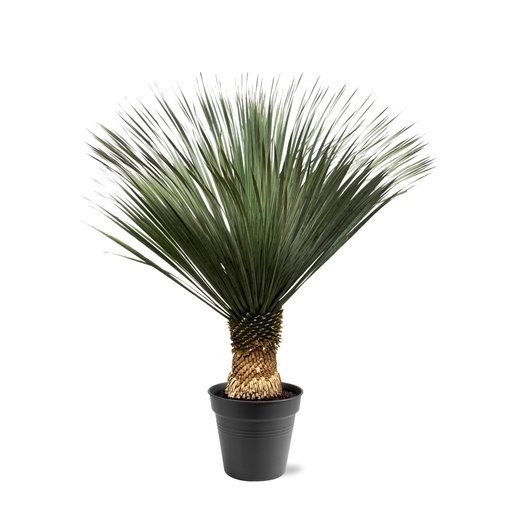 "Blaue Palmlilie (Yucca rostrata) – pflegeleichte Zimmerpflanze, Höhe ca. 150 cm image"