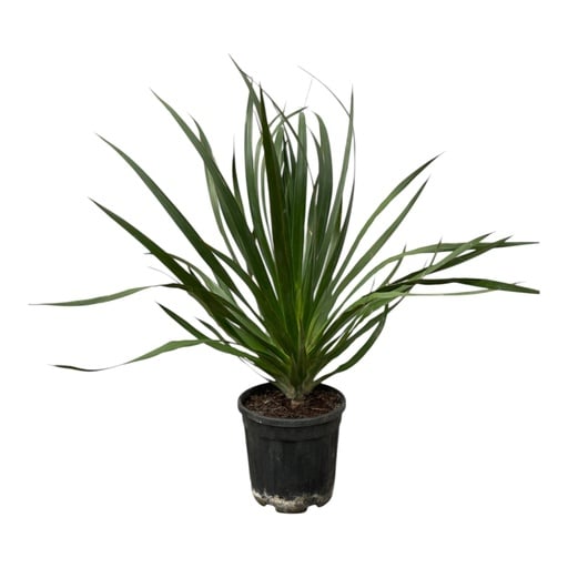 "Kanarischer Drachenbaum (Dracaena draco) – pflegeleichte Zimmerpflanze, Topf-Ø 24 cm, Höhe ca. 100 cm image"