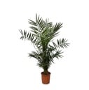 Phoenix Canariensis - 140 cm - Ø27cm