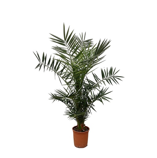 "Kanarische Dattelpalme (Phoenix canariensis) – pflegeleichte Zimmerpflanze, Topf-Ø 27 cm, Höhe ca. 140 cm image"