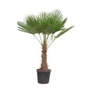 Trachycarpus Fortuneii - 180-220 cm - Ø32-40cm
