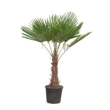 "Chinesische Hanfpalme (Trachycarpus fortunei) – pflegeleichte Zimmerpflanze, Höhe ca. 220 cm image"