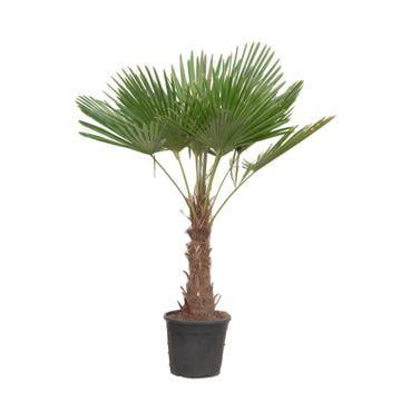 "Chinesische Hanfpalme (Trachycarpus fortunei) – pflegeleichte Zimmerpflanze, Höhe ca. 220 cm image"