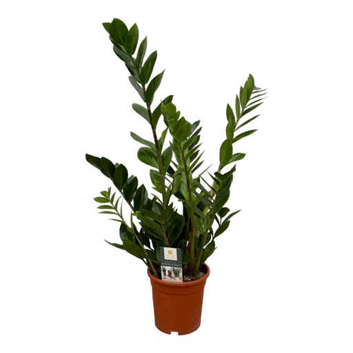 "Zamioculcas - 70 cm - Ø17cm image"