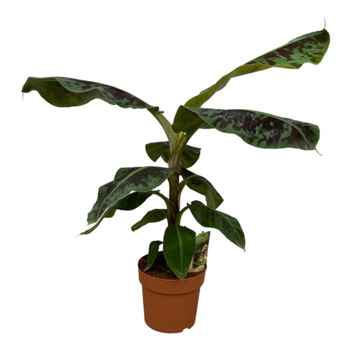 "Musa - 70 cm - Ø19 image"