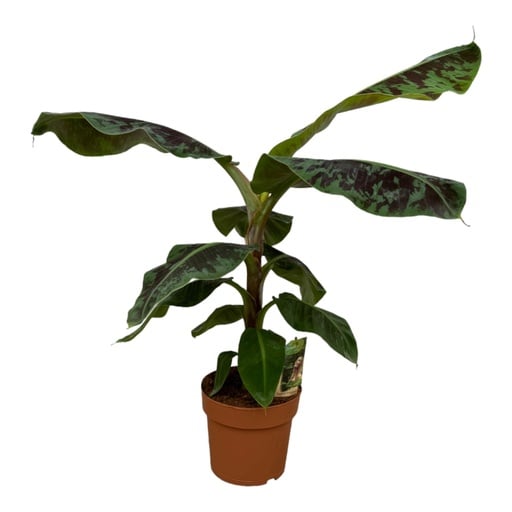 "Bananenpflanze (Musa acuminata) – pflegeleichte Zimmerpflanze, Höhe ca. 70 cm image"