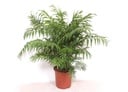 Chamaedorea Elegans - 100 cm - Ø24cm