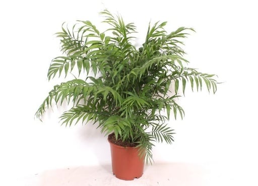 "Bergpalme (Chamaedorea elegans) – pflegeleichte Zimmerpflanze, Topf-Ø 24 cm, Höhe ca. 100 cm image"