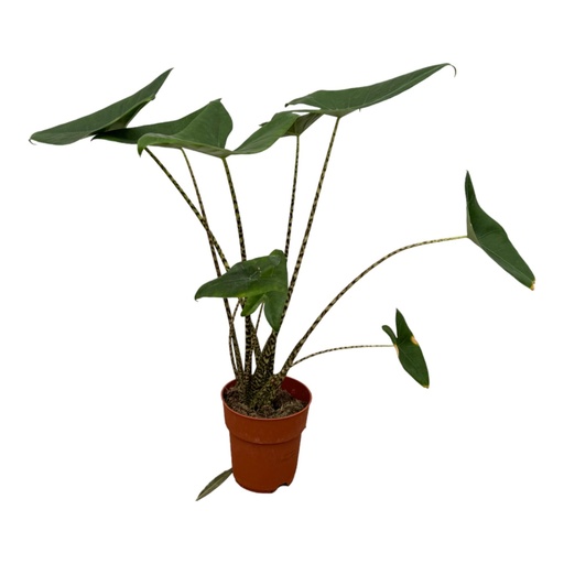 "Alocasia Zebrina - 80 cm - Ø19cm image"