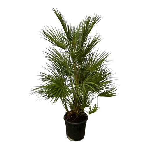 "Zwergpalme (Chamaerops humilis) – pflegeleichte Zimmerpflanze, Topf-Ø 24 cm, Höhe ca. 130 cm image"