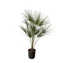 Chamaerops Humilis on stem - 160 cm - Ø24cm