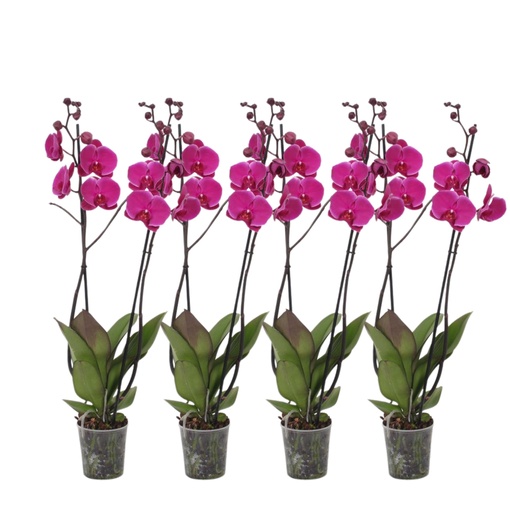"Set from 4 - Phalaenopsis Joyride - 3 branch orchid - 60 cm - Ø12cm image"