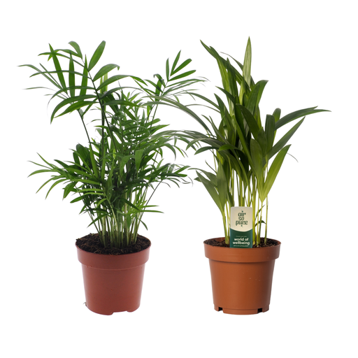 "Dypsis lutescens/Chamadorea Duo - 2 Stück - Ø12cm - ↕40cm image"