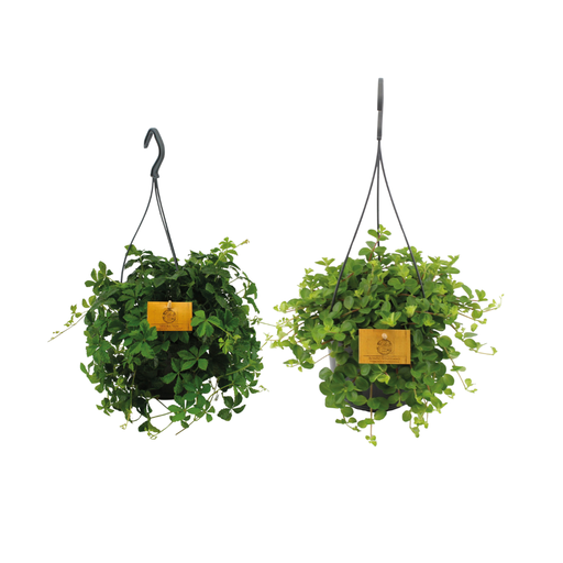 "Hängepflanzen-Duo - 2 Stücke - Ø15cm - ↕25cm image"