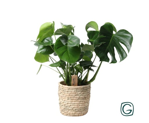 "Monstera In Basket Palmleaf - Ø21cm - ↕60cm image"