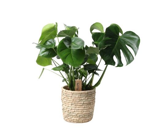 "Fensterblatt (Monstera deliciosa) – pflegeleichte Zimmerpflanze, im Dekokorb, Topf-Ø 21 cm, Höhe ca. 60 cm image"