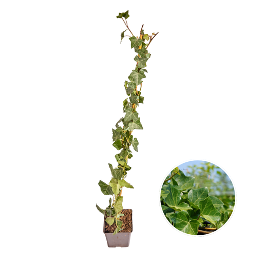 "Hedera Hibernica - Efeu - gestäbt - ↨80 - 100 cm image"