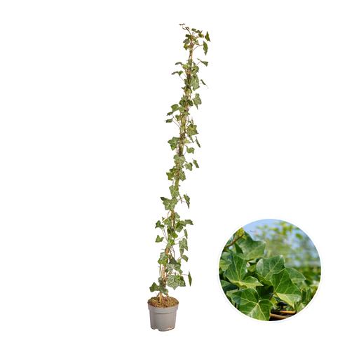 "Irischer Efeu (Hedera hibernica) – winterharte Kletterpflanze, Höhe ca. 150 cm image"