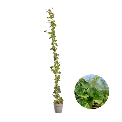 "Hedera Hibernica - Efeu - gestäbt - ↨150 - 175 cm image"