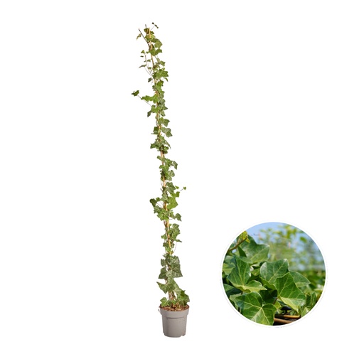 "Irischer Efeu (Hedera hibernica) – winterharte Kletterpflanze, Höhe ca. 175 cm image"