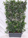 Photinia Fraseri 'Red Robin' - Glanzmispel - Fertighecke - 120 x 180 cm