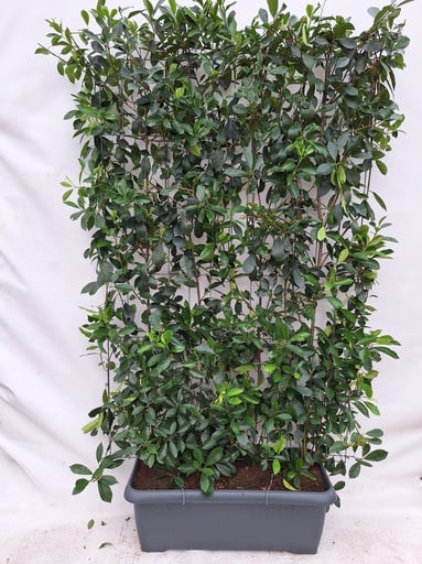 "Photinia Fraseri 'Red Robin' - Glanzmispel - Fertighecke - 120 x 180 cm image"