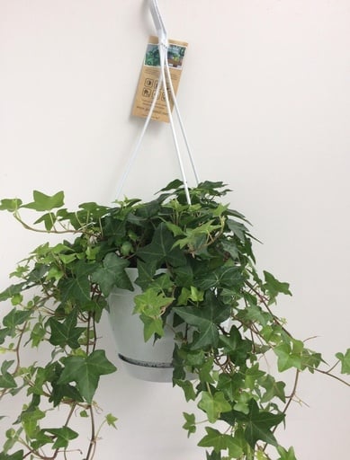 "Efeu (Hedera helix) – winterharte Kletterpflanze, Topf-Ø 17 cm, Höhe ca. 17 cm image"