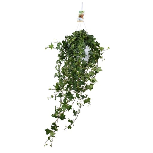 "Hedera Helix Pitsburg - Hang/XXL - Ø17cm - ↕cm image"