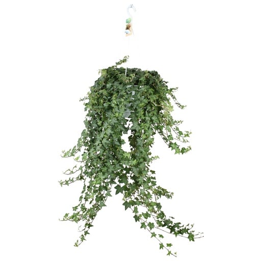 "Efeu 'Pitsburg' (Hedera helix) – winterharte Kletterpflanze, Topf-Ø 24 cm image"