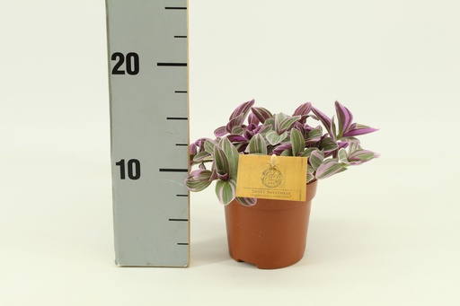 "Tradescantia Sweetness 10,5cm - Ø10,5cm - ↕10cm image"