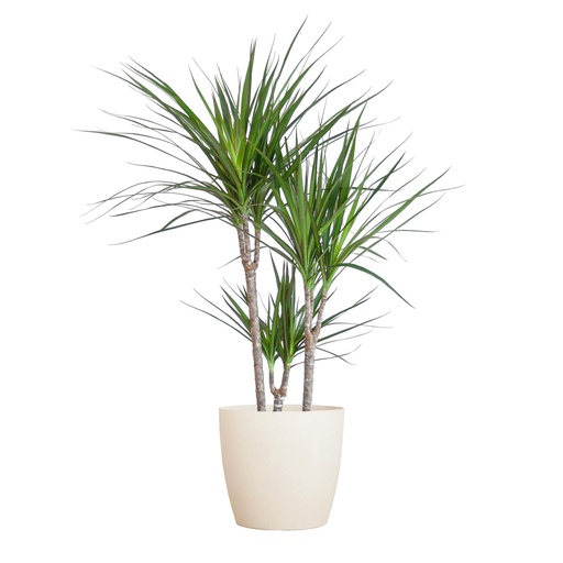 "Dracaena Marginta mit Potter Weiß - 95cm - Ø21 image"