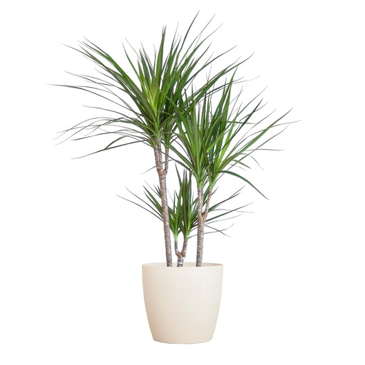 "Drachenbaum (Dracaena marginata) – pflegeleichte Zimmerpflanze, im weißen Übertopf, Topf-Ø 21 cm, Höhe ca. 95 cm image"