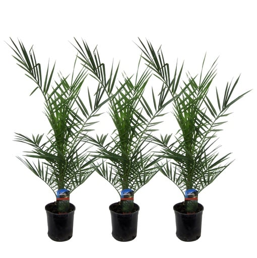"3x Phoenix Canariensis - 80 cm - Ø15 image"